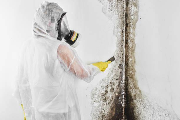 Best Crawl Space Mold Removal  in New London, CT
