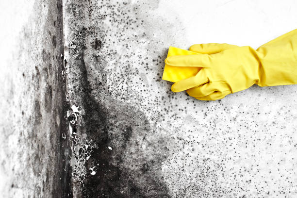 Best Mold Testing  in New London, CT