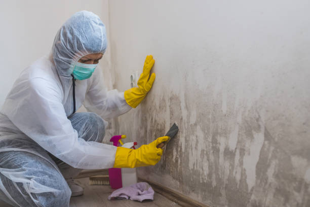 Best Mold Remediation  in New London, CT