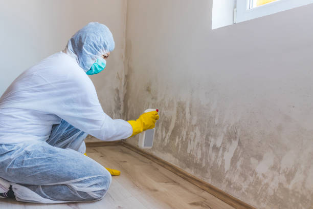Mold Removal Process in New London, CT