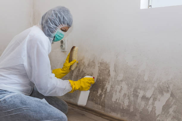 Best Best Mold Removal Companies  in New London, CT