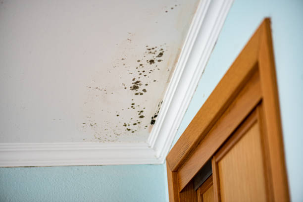 Best Professional Mold Removal  in New London, CT