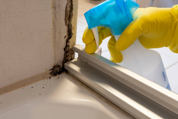 Best Residential Mold Removal  in New London, CT