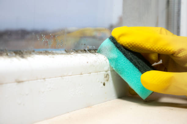 Best Mold Testing  in New London, CT