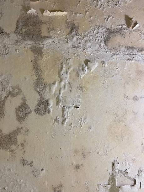 Best Fast Mold Removal  in New London, CT