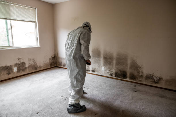 Best Same-Day Mold Removal  in New London, CT