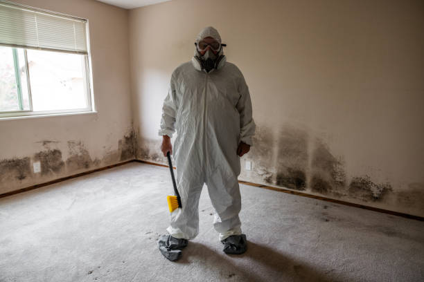 Best Attic Mold Removal  in New London, CT